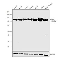 Invitrogen MCM6 Polyclonal Antibody 100 &mu;L; Unconjugated:Antibodies,