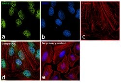 Invitrogen RNPS1 Polyclonal Antibody 100 &mu;L; Unconjugated:Antibodies,
