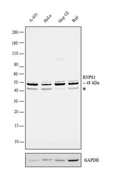 Invitrogen RNPS1 Polyclonal Antibody 100 &mu;L; Unconjugated:Antibodies,