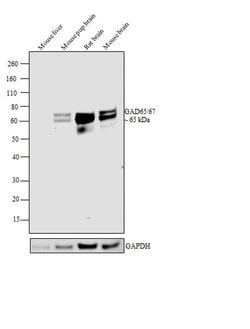 Invitrogen GAD65/GAD67 Polyclonal Antibody 100 &mu;L; Unconjugated:Antibodies,