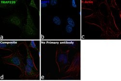 Invitrogen TRAP220 Polyclonal Antibody 100 &mu;L; Unconjugated:Antibodies,
