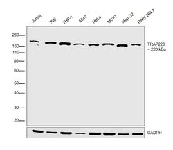 Invitrogen TRAP220 Polyclonal Antibody 100 &mu;L; Unconjugated:Antibodies,
