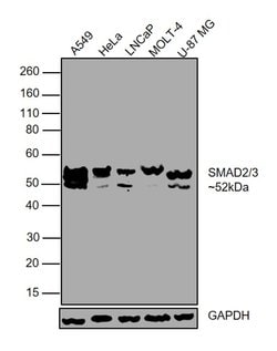 SMAD2/SMAD3 Polyclonal Antibody, Invitrogen&trade; 100 &mu;L; Unconjugated 