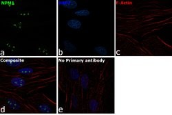 Invitrogen NPM1 Polyclonal Antibody 100 &mu;L; Unconjugated:Antibodies,