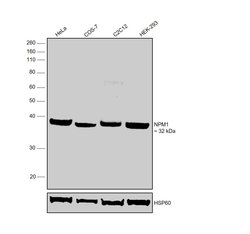 Invitrogen NPM1 Polyclonal Antibody 100 &mu;L; Unconjugated:Antibodies,