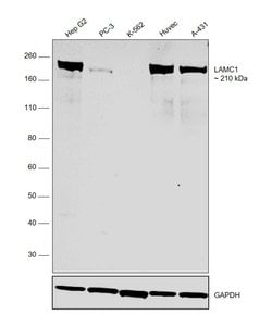 Invitrogen Laminin gamma-1 Polyclonal Antibody 100 &mu;L; Unconjugated:Antibodies,
