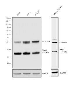Invitrogen RhoG Polyclonal Antibody 100 &mu;L; Unconjugated:Antibodies,