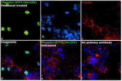 Phospho-ATF4 (Ser245) Polyclonal Antibody, Invitrogen&trade; 100 &mu;L; Unconjugated 