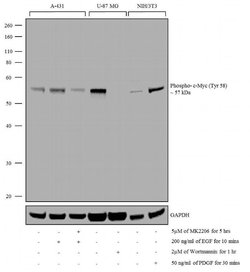 Invitrogen Phospho-c-Myc (Thr58) Polyclonal Antibody 100 &mu;L; Unconjugated:Antibodies,