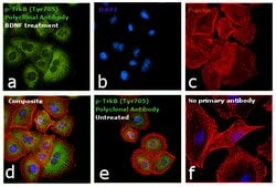 Invitrogen&trade;&nbsp;Phospho-TrkB (Tyr516) Polyclonal Antibody