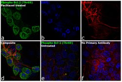 Invitrogen Phospho-Bcl-2 (Thr69) Polyclonal Antibody 100 &mu;L; Unconjugated:Antibodies,