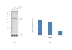 Invitrogen Phospho-PKC Pan (Thr497) Polyclonal Antibody 100 &mu;L; Unconjugated:Antibodies,