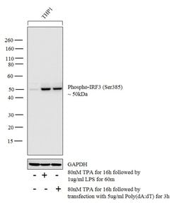 Invitrogen Phospho-IRF3 (Ser385) Polyclonal Antibody 100 &mu;L; Unconjugated:Antibodies,