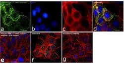 Invitrogen Phospho-ERK1/ERK2 (Tyr204) Polyclonal Antibody 100 &mu;L; Unconjugated:Antibodies,