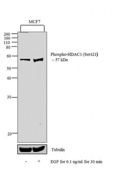 Invitrogen Phospho-HDAC1 (Ser421) Polyclonal Antibody 100 μL; Unconjugated:Antibodies,
