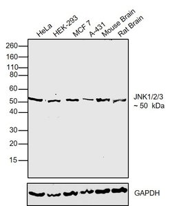 Invitrogen Phospho-JNK1/JNK2/JNK3 (Thr183) Polyclonal Antibody 100 &mu;L;