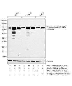 Invitrogen Phospho-GAB1 (Tyr627) Polyclonal Antibody 100 &mu;L; Unconjugated:Antibodies,