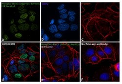 Invitrogen Phospho-HDAC1 (Ser421, Ser423) Polyclonal Antibody 100 &mu;L | Buy Online | Invitrogen&trade; | Fisher Scientific
