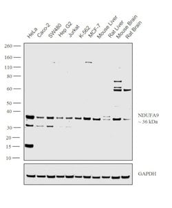 Invitrogen NDUFA9 Polyclonal Antibody 100 &mu;L; Unconjugated:Antibodies,