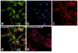 Invitrogen MPZ Polyclonal Antibody 100 &mu;L; Unconjugated:Antibodies,