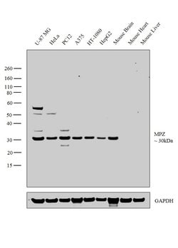 Invitrogen MPZ Polyclonal Antibody 100 &mu;L; Unconjugated:Antibodies,