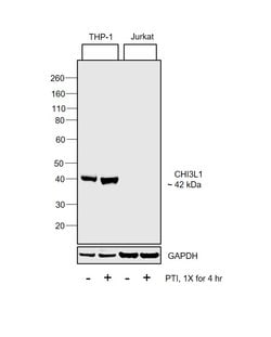 CHI3L1 Polyclonal Antibody:Antibodies, Polyclonal