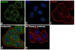 Invitrogen&trade;&nbsp;HMGCR Polyclonal Antibody