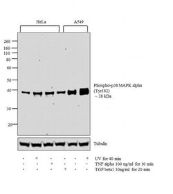 Phospho-p38 MAPK (Tyr182) Polyclonal Antibody, Invitrogen 100 &mu;L; Unconjugated:Antibodies,