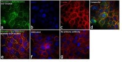 Invitrogen Phospho-c-Raf (Thr269) Polyclonal Antibody 100 &mu;L; Unconjugated:Antibodies,