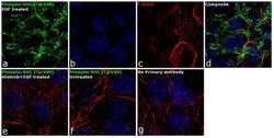 Invitrogen Phospho-SHC (Tyr349) Polyclonal Antibody 100 &mu;L; Unconjugated:Antibodies,