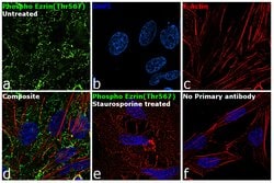 Invitrogen Phospho-Ezrin (Thr567) Polyclonal Antibody 100 &mu;L | Buy Online | Invitrogen&trade; | Fisher Scientific