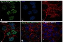 Invitrogen Phospho-AMPK alpha-1,2 (Thr183, Thr172) Polyclonal Antibody