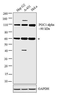 PGC1 alpha Rabbit anti-Human, Mouse, Rat, Polyclonal, Invitrogen 100 &mu;g;