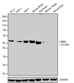 Invitrogen CRBN Polyclonal Antibody 100 &mu;g; Unconjugated:Antibodies,