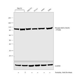 Phospho-EEF2 (Thr56) Polyclonal Antibody, Invitrogen 100 &mu;g | Buy Online | Invitrogen | Fisher Scientific