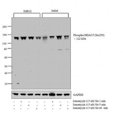 Phospho-HDAC5 (Ser259) Polyclonal Antibody, Invitrogen 100 &mu;g; Unconjugated:Antibodies,