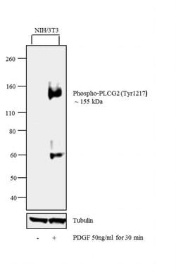 Phospho-PLCG2 (Tyr1217) Polyclonal Antibody, Invitrogen 100 &mu;g; Unconjugated:Antibodies,