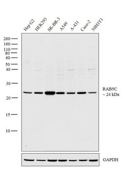 RAB5C Polyclonal Antibody, Invitrogen 100 &mu;g | Buy Online | Invitrogen | Fisher Scientific