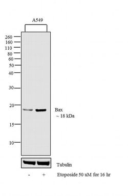 Invitrogen Phospho-Bax (Ser184) Polyclonal Antibody 100 &mu;g; Unconjugated:Antibodies,