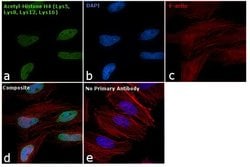 Invitrogen H4ac pan-acetyl (K5,K8,K12,K16) Polyclonal Antibody 50 &mu;g;