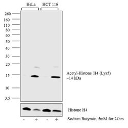 Invitrogen H4K5ac Polyclonal Antibody 50 &mu;g; Unconjugated:Antibodies,