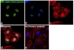 Invitrogen HP1 alpha/beta/gamma Polyclonal Antibody 50 &mu;g; Unconjugated:Antibodies,