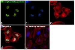 HP1 alpha/beta/gamma Polyclonal Antibody, Invitrogen&trade; 50 &mu;g; Unconjugated 