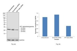 HP1 alpha/beta/gamma Polyclonal Antibody, Invitrogen&trade; 50 &mu;g; Unconjugated 