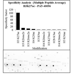 Invitrogen H3K27ac Polyclonal Antibody 50 &mu;g; Unconjugated:Antibodies,