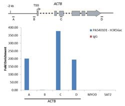 Invitrogen H3K56ac Polyclonal Antibody 50 &mu;g | Buy Online | Invitrogen&trade; | Fisher Scientific