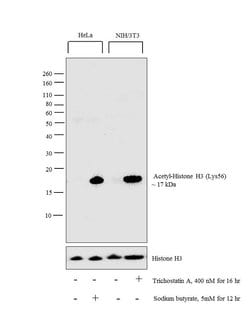 Invitrogen H3K56ac Polyclonal Antibody 50 &mu;g | Buy Online | Invitrogen&trade; | Fisher Scientific