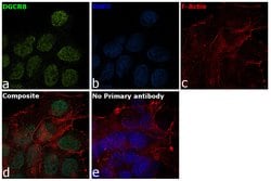 Invitrogen DGCR8 Polyclonal Antibody 100 &mu;L; Unconjugated:Antibodies,