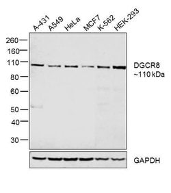 Invitrogen DGCR8 Polyclonal Antibody 100 &mu;L; Unconjugated:Antibodies,