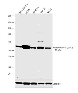 Invitrogen Glutaminase C (GAC) Polyclonal Antibody 100 &mu;L | Buy Online | Invitrogen&trade; | Fisher Scientific